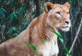 Lion Animal at Zoo