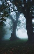 Person, hiding behind the tree in the beautiful forest in fog