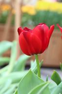 Red Tulip Flower in the garden