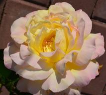 Rose Flower