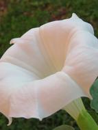 Datura Flower White