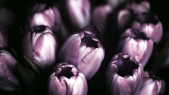 Violet Tulips Flower