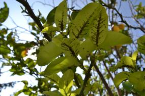 Leaf Tree Plant