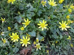 Flowers Weeds Daisies Wild