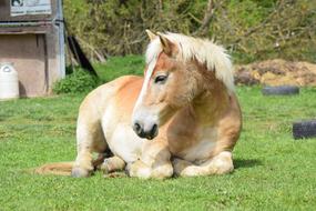 Haflinger Horse Relax