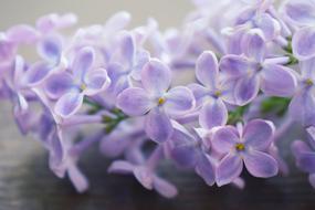 Lilac Macrophoto Macro