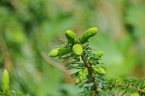green branch close up