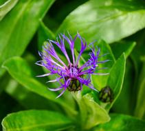Cornflower Flower Garden Blue