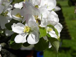 apple blossoms white are beautiful
