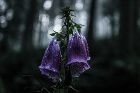 Flower Bloom Petal