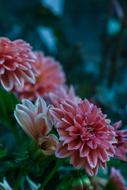 The flowers are gorgeous. Beautiful.