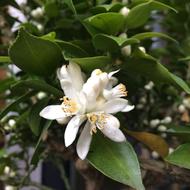 lots of white flowers on the foliage