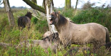 Brown Horse Animal on meadow