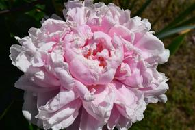 Peony Pink Flower
