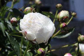 White Peony Flower