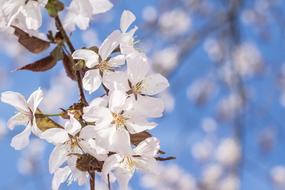 little white flowers on a branch against a blue sky.