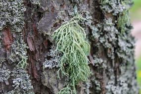 Lichen Moss