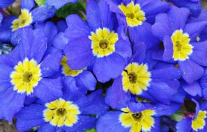 nature garden Flower macro