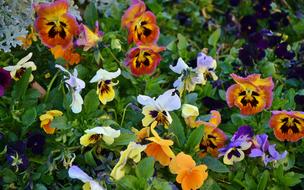 Pansy Flower Natur