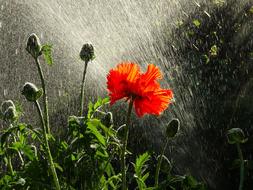Poppy Drop Of Water Sun