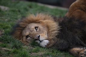 Lion Zoo Head rest