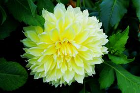 Flower Dalia Yellow Full