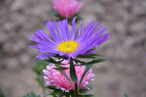 Flowers Mallows Violet Purple