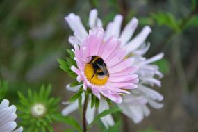 Bee Flower Forage