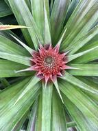 fresh pineapple leaves