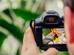 photo of a butterfly on a plant on the camera screen