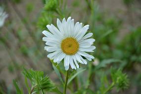 Marguerite White Petals