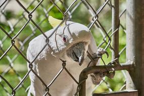 Cockatoo Grid Bird