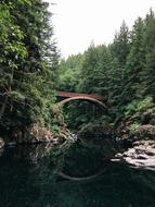 Forest Nature Plants