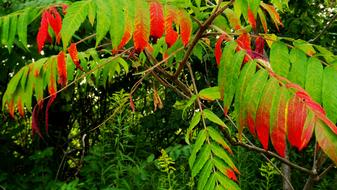 Nature Autumn Foliage