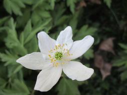 white flower open
