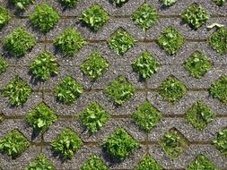 green Grass on Ground Squares