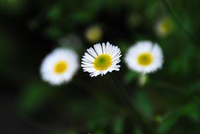 white daisies on green leaves
