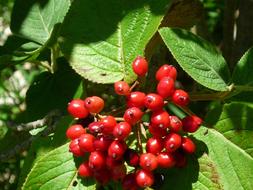Berries Grape Bush
