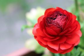 Ranunculus Blossom Bloom