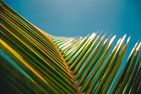 Coconut Tree Leaf