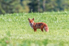 Fuchs Red Fox Little