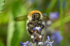 Bee Pollination Macro