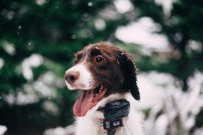 Puppy Animal at snowy weather