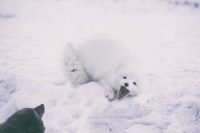 white arctic fox