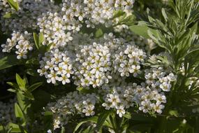 many flowers in the meadow