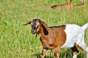 Goat Prima Donna Geiss Little