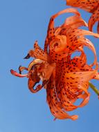 orange Tiger Lily Flower Bloom