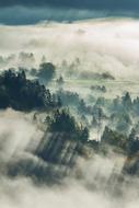 Fog Trees Plant