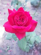 pink floral bloom