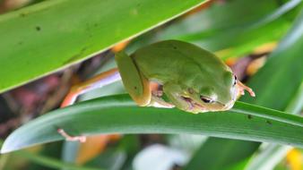 Toad Frog Green